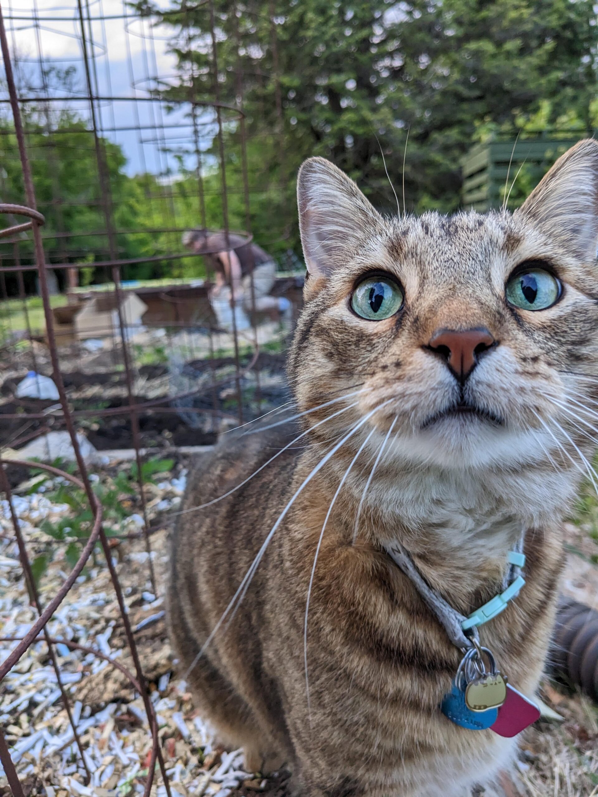 Photo of a gray tabby cat outside in a garden.